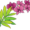Queensland's State Floral emblem